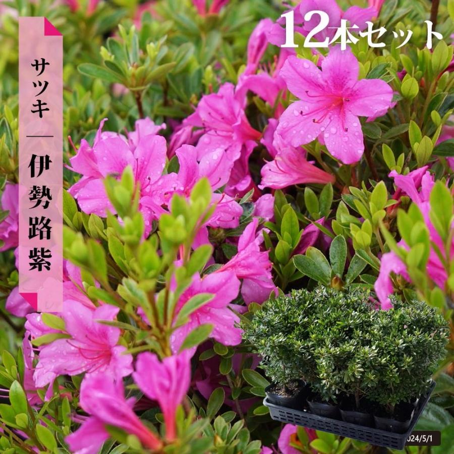 超人気の 伊勢路紫 サツキ 12本セット 4号ポット苗 訳ありセール格安 Www Aqtsolutions Com