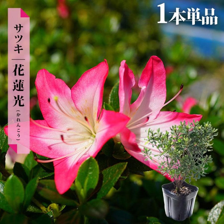 さつき 苗 花蓮光/かれんこう 4号ポット苗 爆買いweek : 苗木部 花