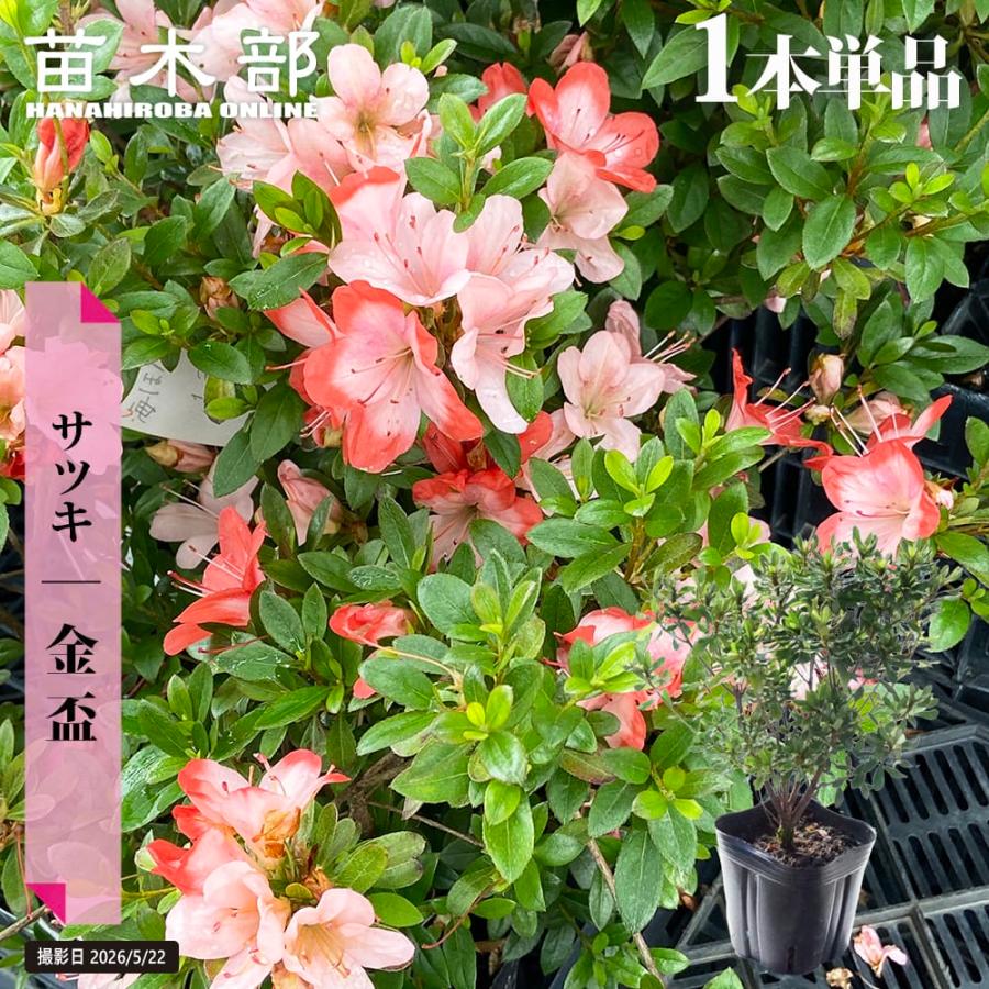 さつき 苗 金盃/きんぱい 4号ポット苗 : 苗木部 花ひろばオンライン