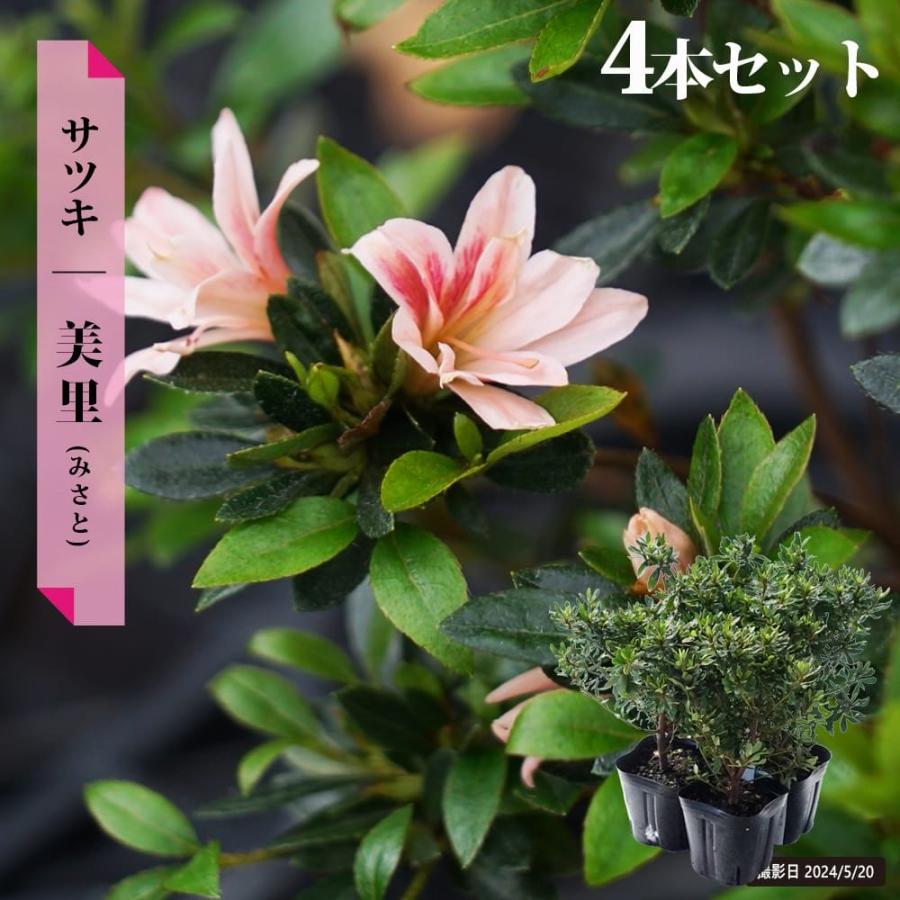さつき 苗 美里/みさと 4本セット 4号ポット苗 爆買いweek : 苗木部 花
