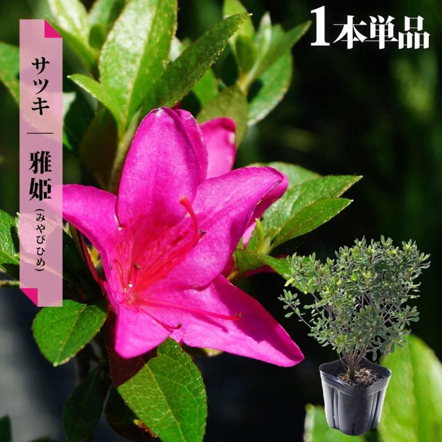 さつき 苗 雅姫/みやびひめ 4号ポット苗 爆買いweek : 苗木部 花ひろば