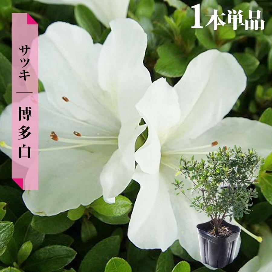 さつき 苗 博多白 4号ポット苗 : 苗木部 花ひろばオンライン - 通販