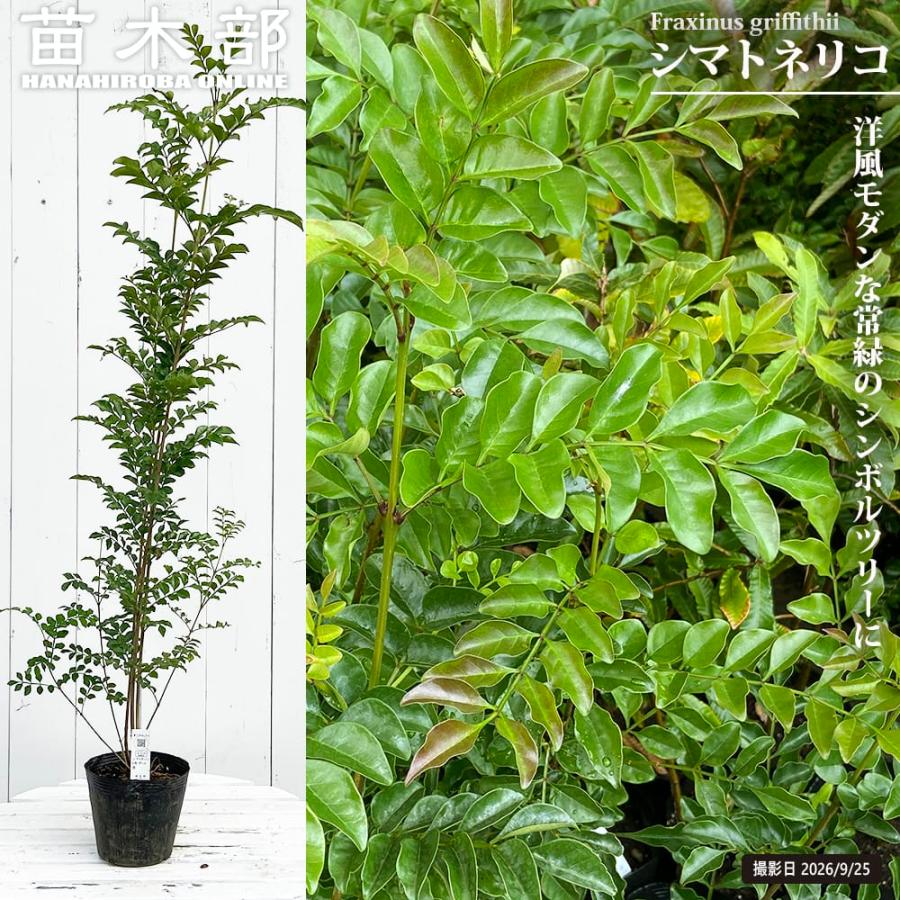 シマトネリコ 5号ポット苗 : 苗木部 花ひろばオンライン - 通販