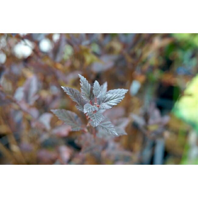 アメリカテマリシモツケ リトルデビル Pvp 5号ポット苗 Niwaki Shimotsuke Littledevil 苗木部 花ひろばオンライン 通販 Yahoo ショッピング