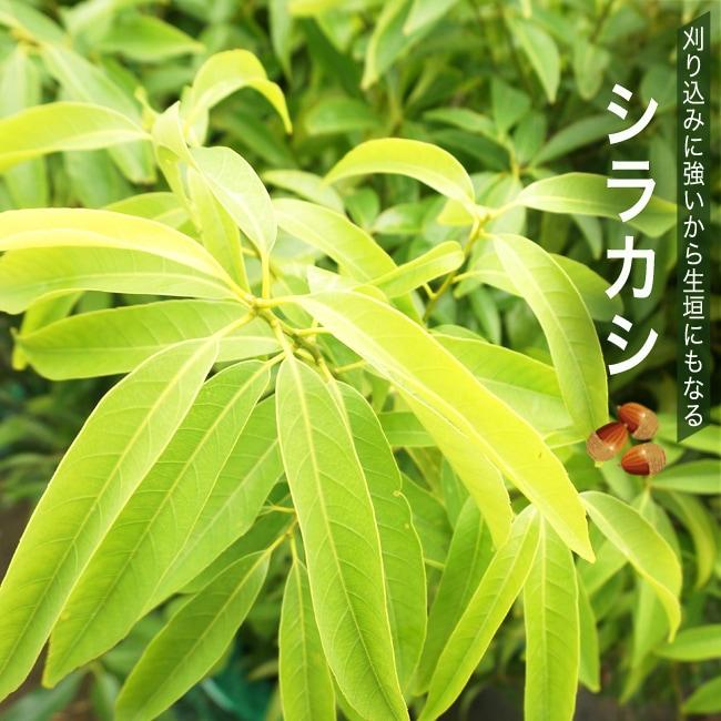 シラカシ 生垣用 苗 Niwaki Shirakashi 苗木部 花ひろばオンライン 通販 Yahoo ショッピング