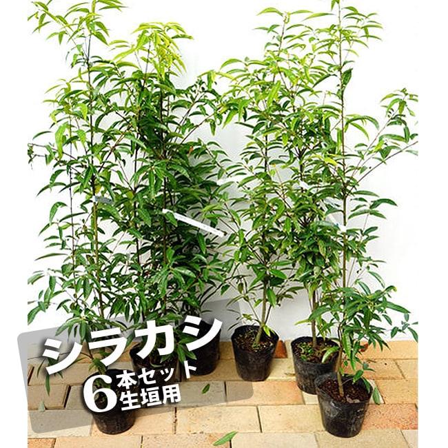 生垣用セット シラカシ 生垣用 6本セット : 苗木部 花ひろばオンライン
