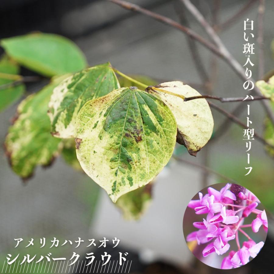 アメリカハナズオウ シルバークラウド ポット苗 : 苗木部 花ひろば