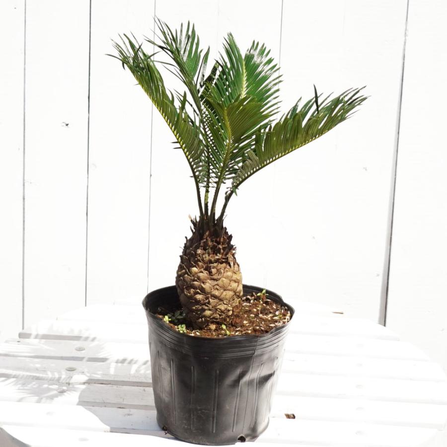 蘇鉄 (ソテツ) 40cm Good Style 苗 観葉植物 : 苗木部 花ひろば 蘇鉄 (ソテツ) 40cm Good Style 苗 観葉植物 : 苗木部 花ひろば
