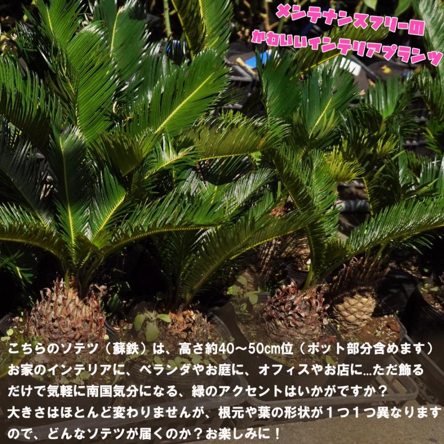 蘇鉄 (ソテツ) 40cm Good Style 苗 観葉植物 : 苗木部 花ひろば 蘇鉄 (ソテツ) 40cm Good Style 苗 観葉植物 : 苗木部 花ひろば
