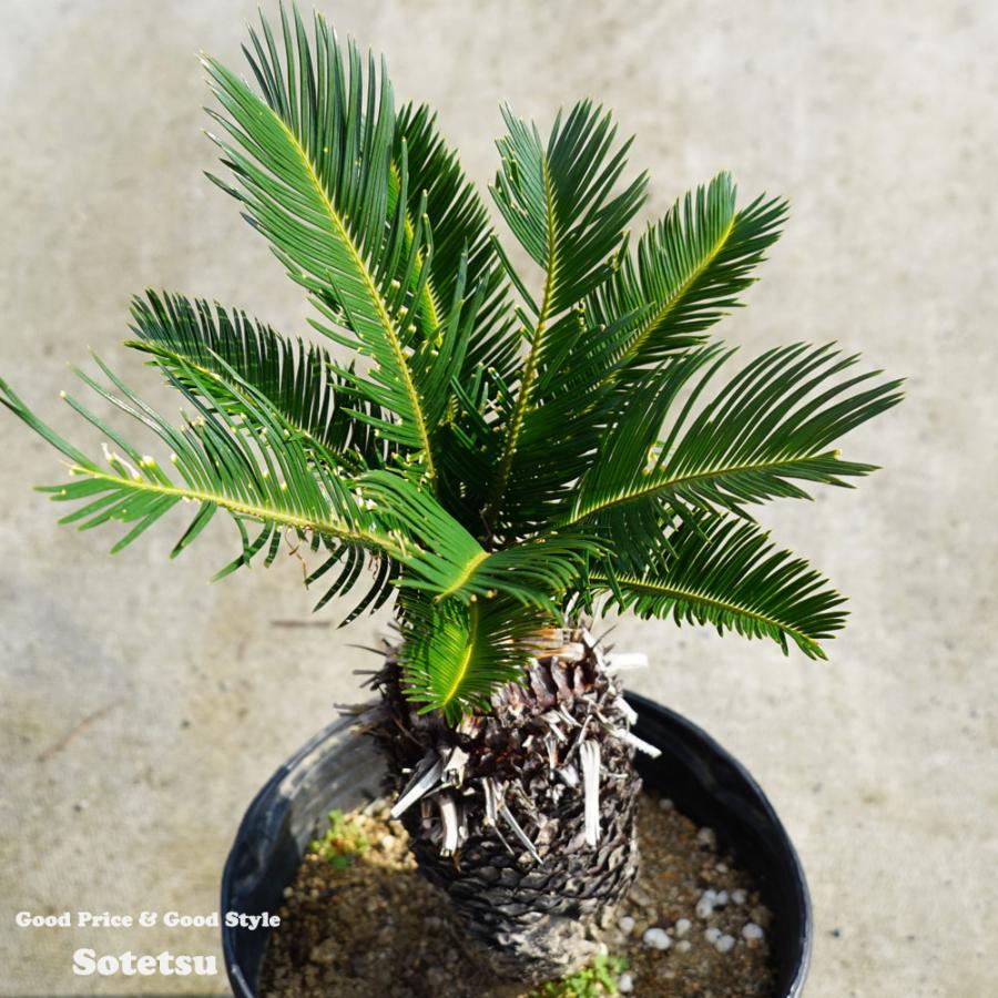 蘇鉄 ソテツ 60cm Good Style 大苗 観葉植物 Niwaki Sotetsu22 2 苗木部 花ひろばオンライン 通販 Yahoo ショッピング