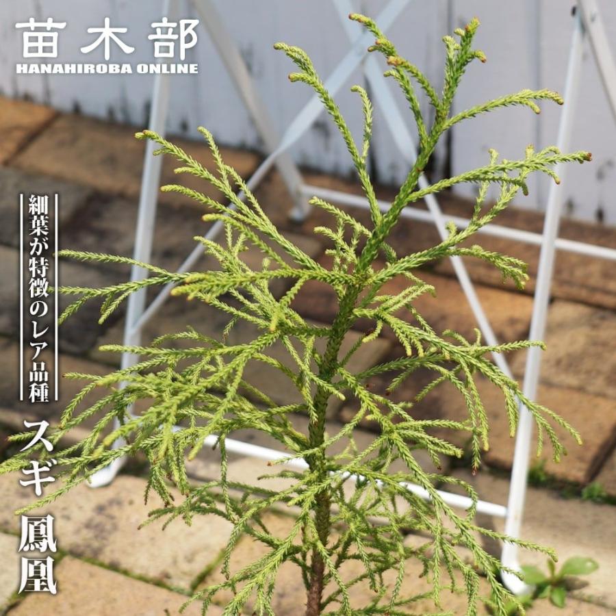 ハナヒロバリュー スギ 鳳凰 3.5号ポット苗 挿し木 爆買いweek : 苗木
