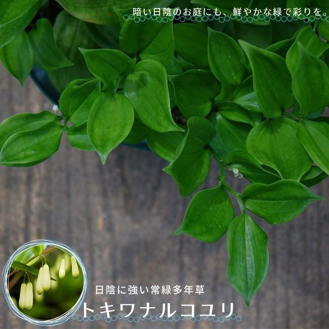 常緑多年草 トキワナルコユリ 鉢植え 庭木 カラーリーフ Niwaki Tokiwanarukoyuri 01 苗木部 花ひろばオンライン 通販 Yahoo ショッピング