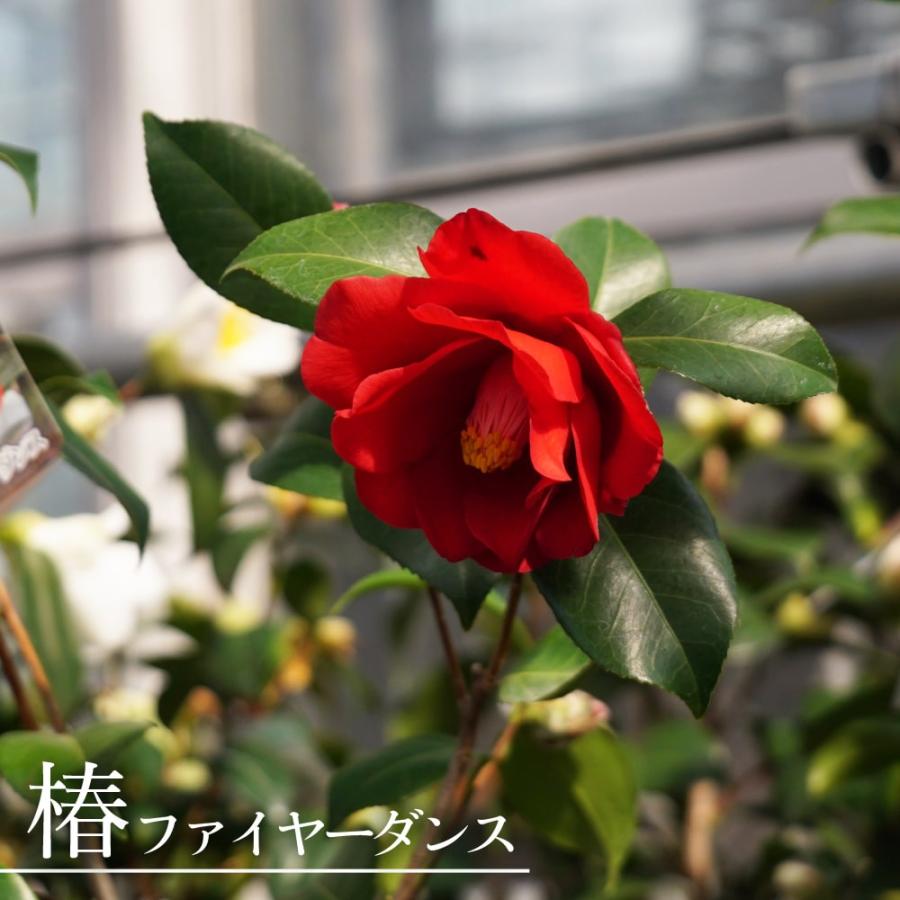 椿 ツバキ ファイヤーダンス 接木 白鉢苗 開花 3 5月 Www Fcekano Edu Ng