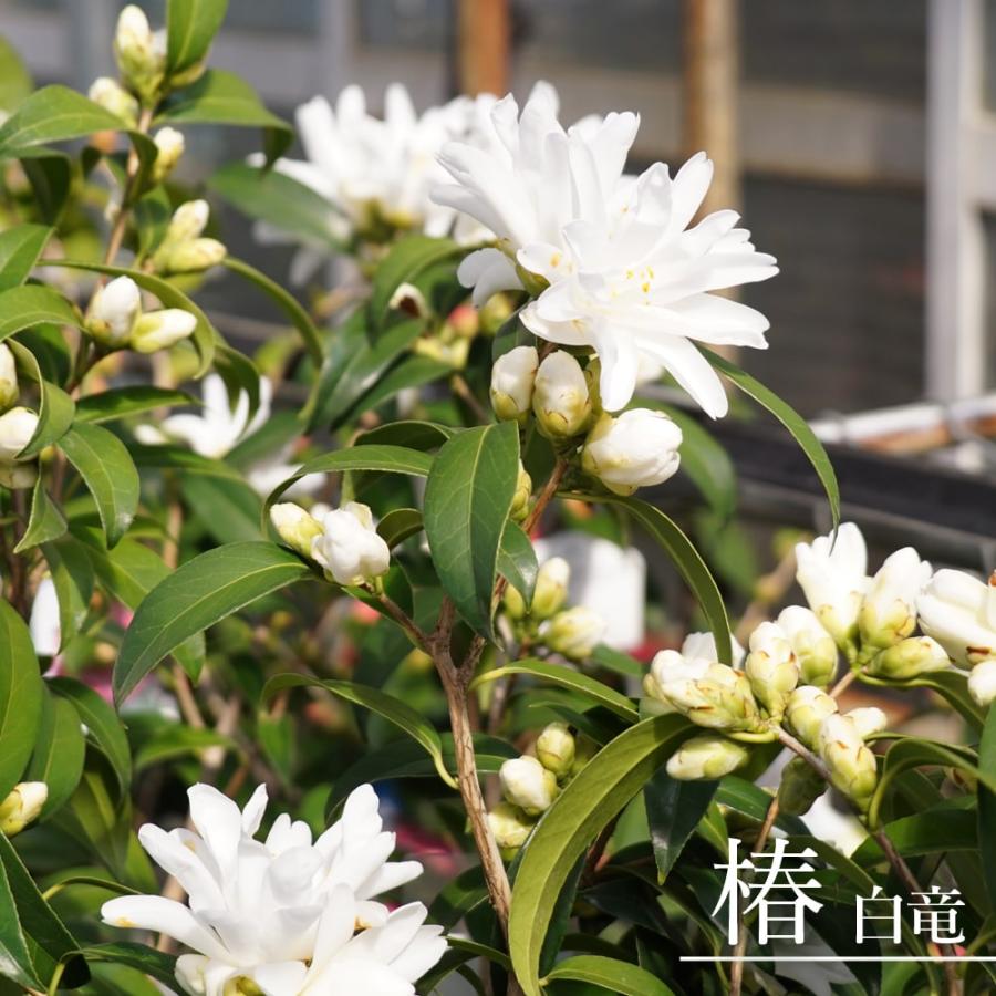 椿 苗 白竜 接木 白鉢植え 開花 2〜4月頃 : 苗木部 花ひろばオンライン
