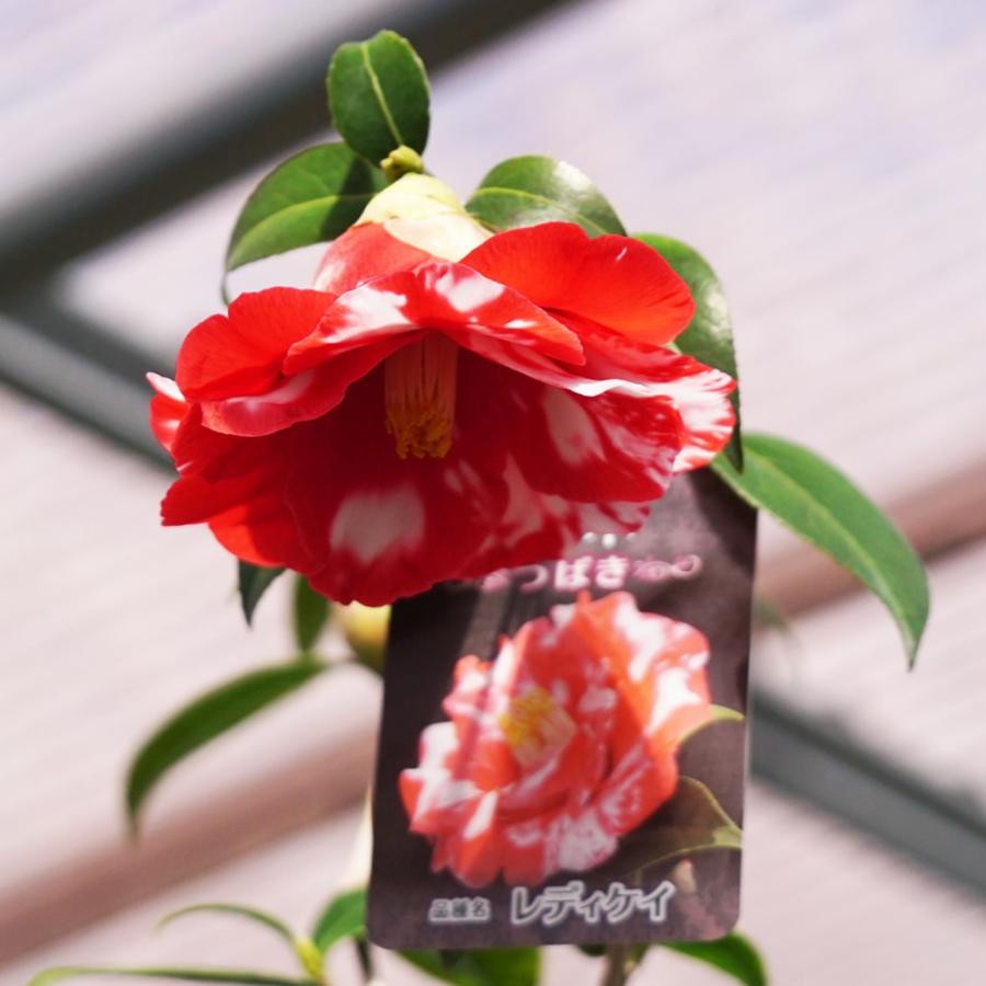 椿 苗 レディケイ 接木 白鉢植え 開花 3〜5月 : 苗木部 花ひろば 椿 苗 レディケイ 接木 白鉢植え 開花 3〜5月 : 苗木部 花ひろば