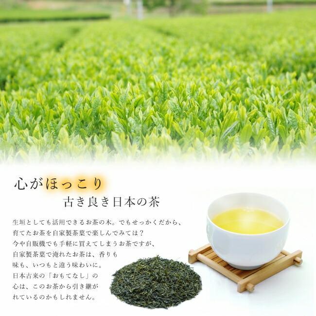 お茶の木 ヤブキタ茶 5号ポット苗 8本セット : 苗木部 花ひろば お茶の木 ヤブキタ茶 5号ポット苗 8本セット : 苗木部 花ひろば