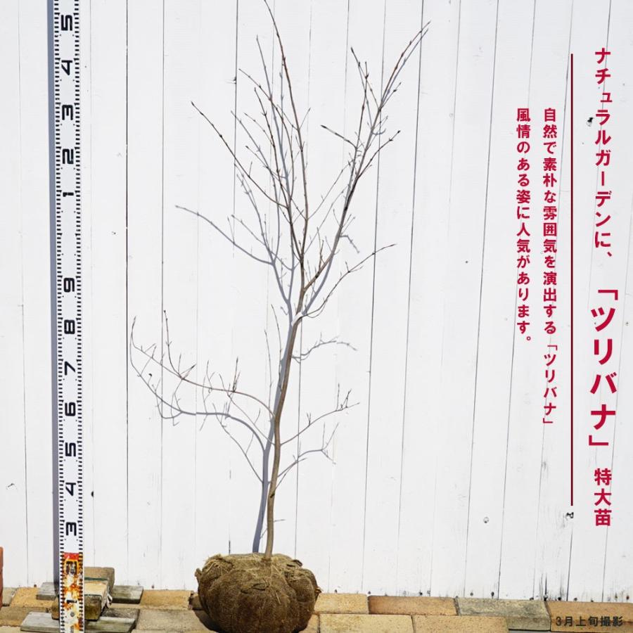 内祝い サンシュユ 根巻き大苗 庭木 落葉樹 シンボルツリー 西濃運輸お届け 北海道 沖縄 離島 総合ランキング1位 Elskaveda Com