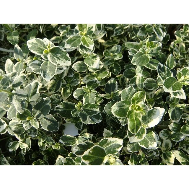 ツルマサキ エメラルドガイティ5号ポット苗 : 苗木部 花ひろば