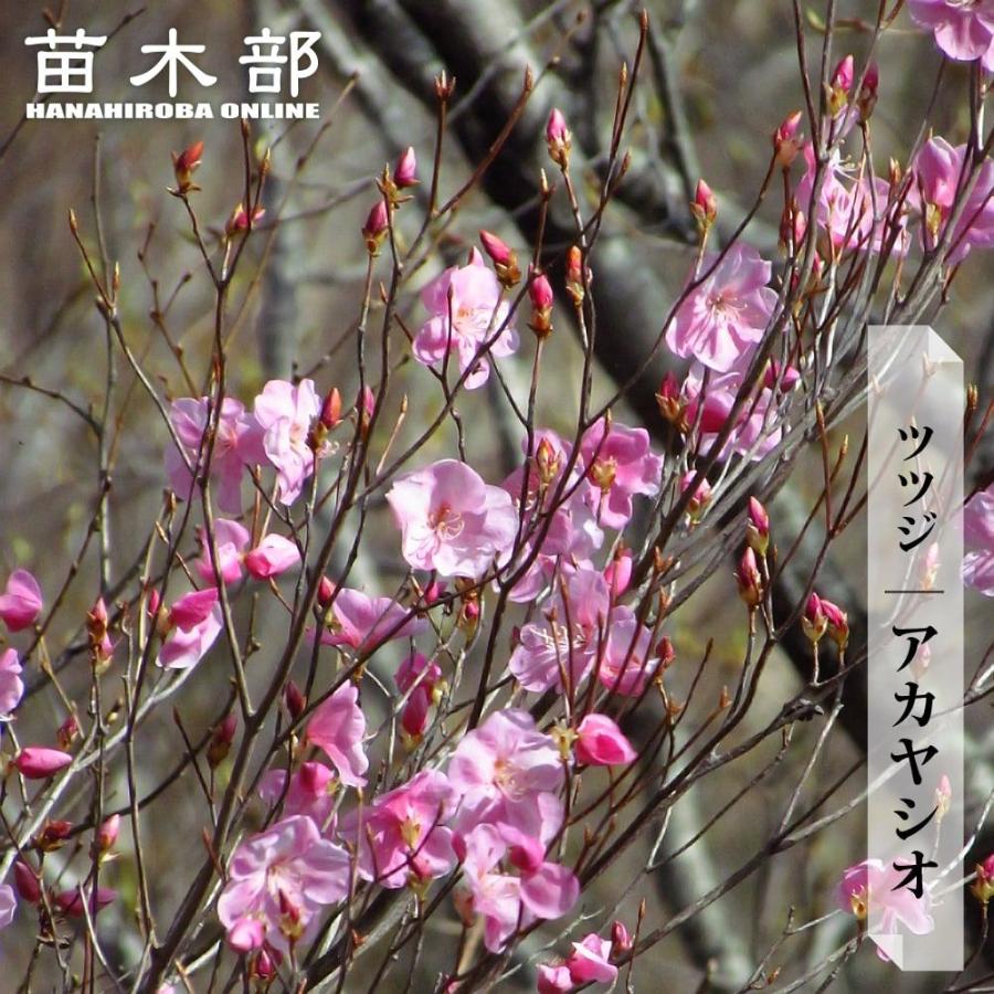 ツツジ アカヤシオ 根巻き苗 : 苗木部 花ひろばオンライン - 通販