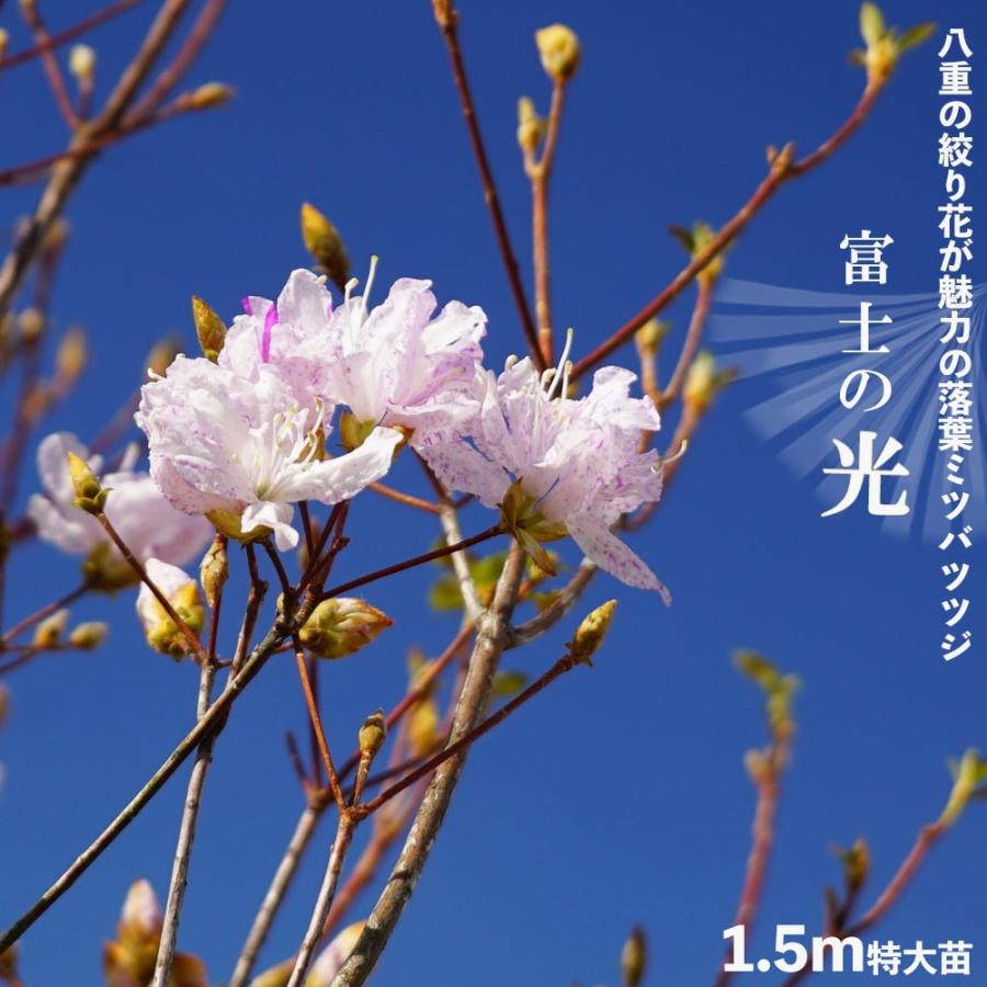 落葉ミツバツツジ 富士の光 八重変わり咲き種 根巻き特大苗 落葉樹 庭木 記念樹 西濃運輸でお届け北海道 沖縄 離島不可 Niwaki Tsutsuji Fujinohikari 苗木部 花ひろばオンライン 通販 Yahoo ショッピング