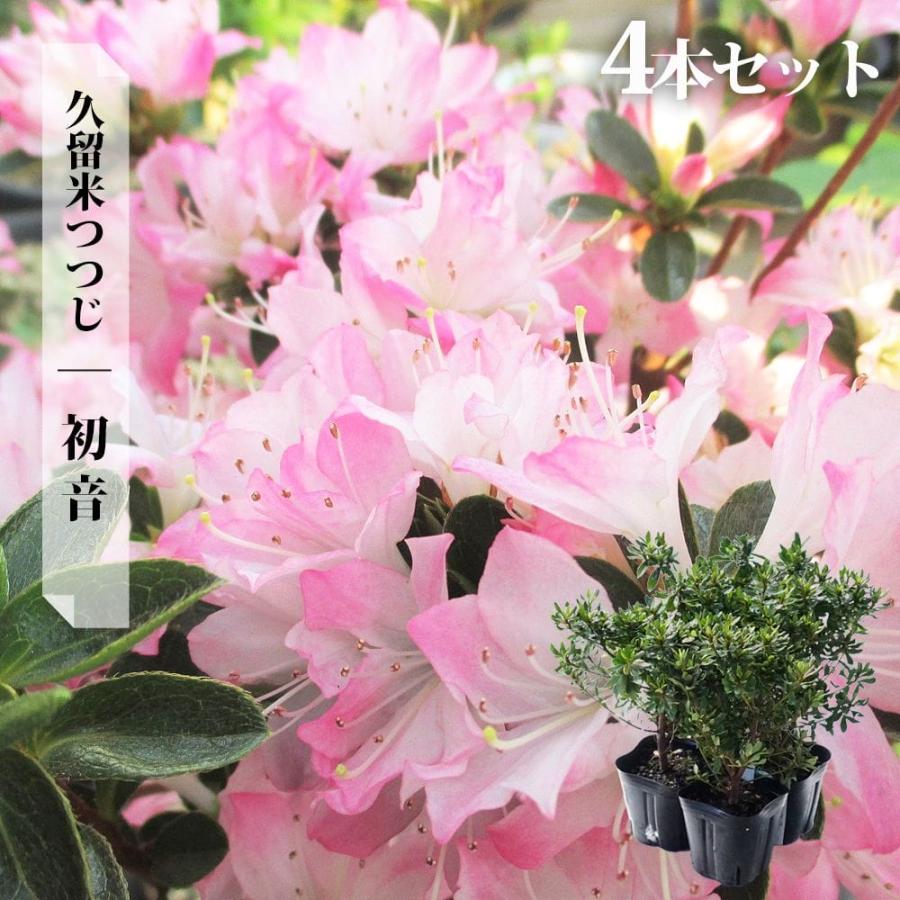 クルメツツジ 久留米つつじ 苗木 4本セット 初音 ハツネ 4号ポット Niwaki Tsutsuji Hatsune 04 苗木部 花ひろばオンライン 通販 Yahoo ショッピング