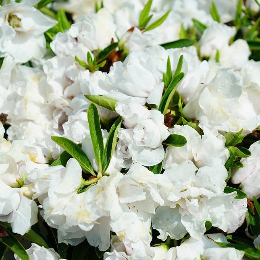 平戸ツツジ 白八重 4本セット 4号ポット苗 : 苗木部 花ひろば