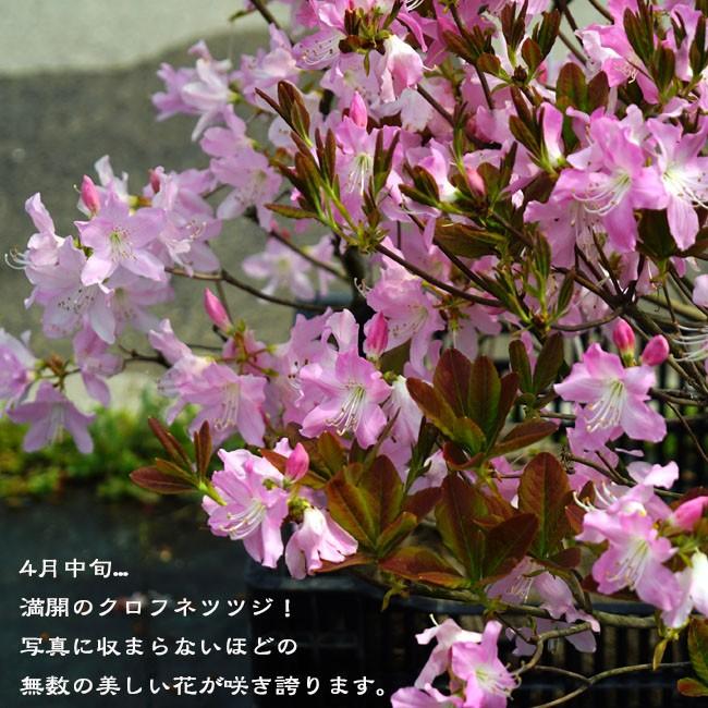 クロフネツツジ 根巻き苗 Niwaki Tsutsuji Kurofune 苗木部 花ひろばオンライン 通販 Yahoo ショッピング