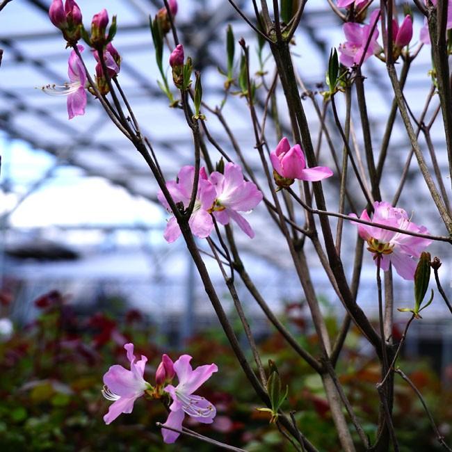 クロフネツツジ 根巻き苗 Niwaki Tsutsuji Kurofune 苗木部 花ひろばオンライン 通販 Yahoo ショッピング