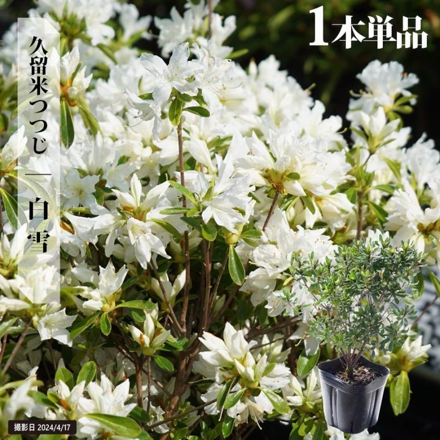 ツツジ 苗 クルメツツジ 白雪 4号ポット苗 : 苗木部 花ひろば