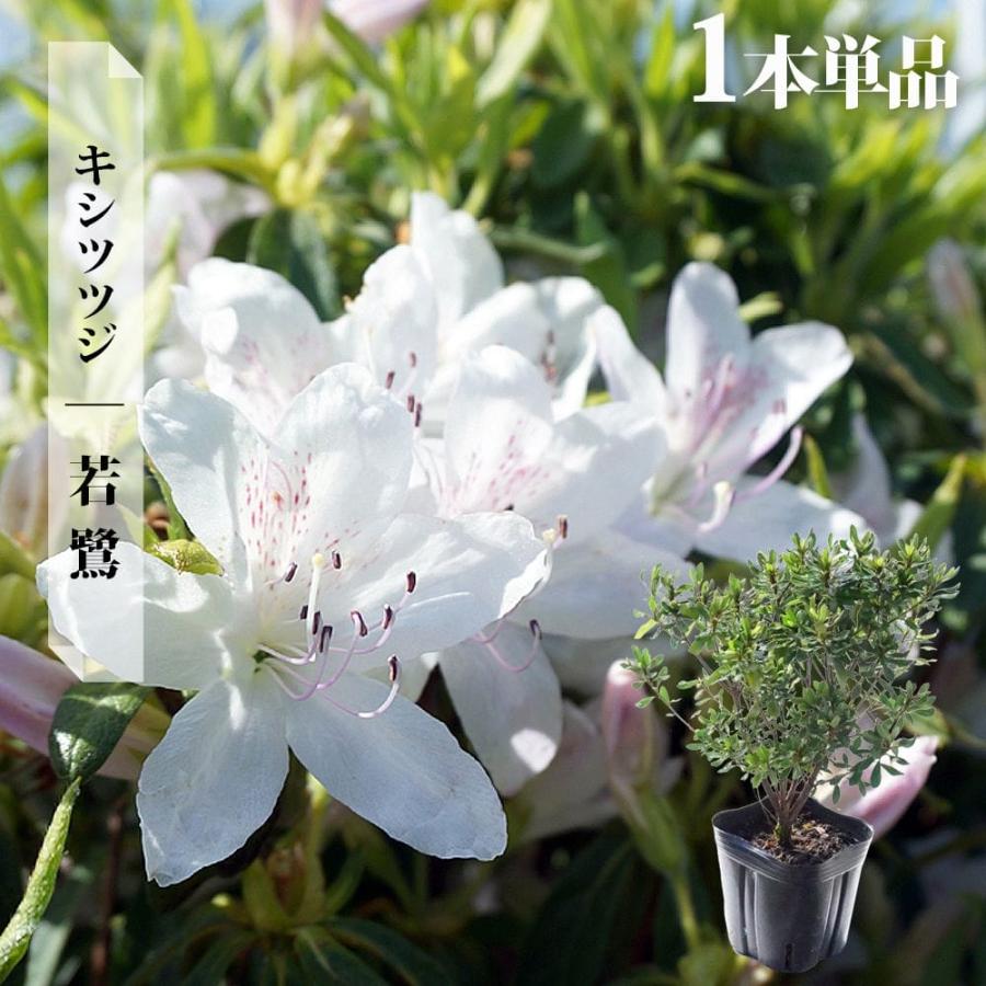 ツツジ 苗 キシツツジ 若鷺 (ワカサギ) ポット苗 爆買いweek : 苗木部