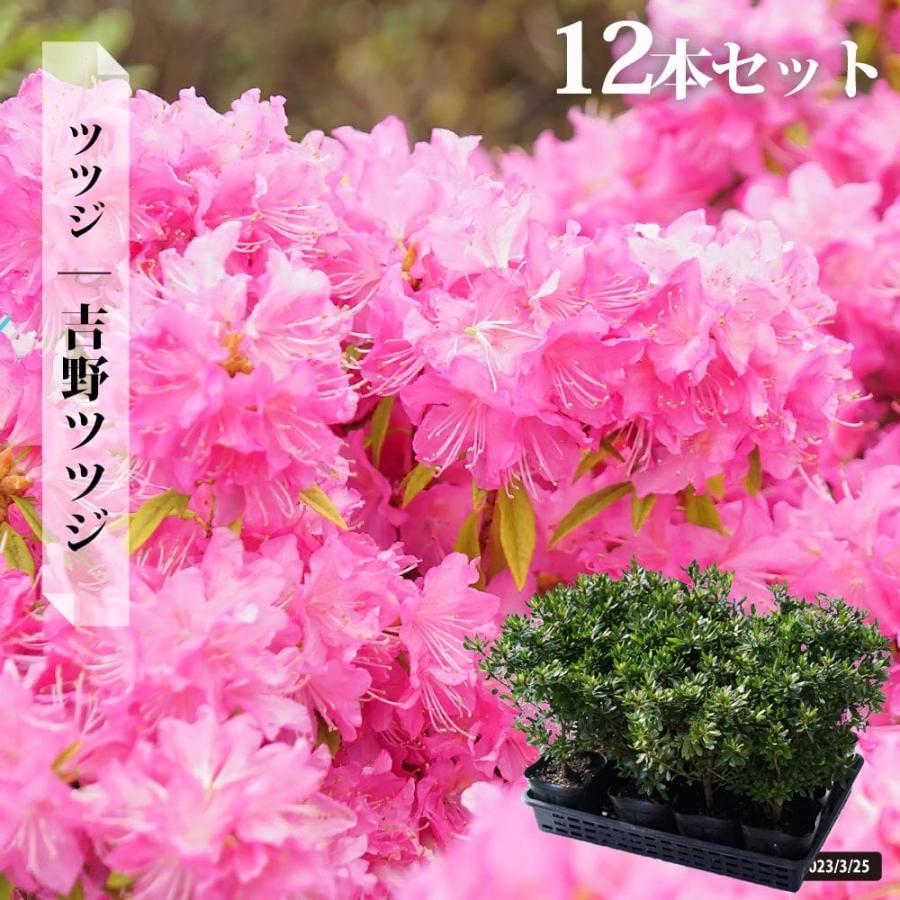 ツツジ 苗 吉野ツツジ 12本セット 4号ポット苗 : 苗木部 花 ツツジ 苗 吉野ツツジ 12本セット 4号ポット苗 : 苗木部 花