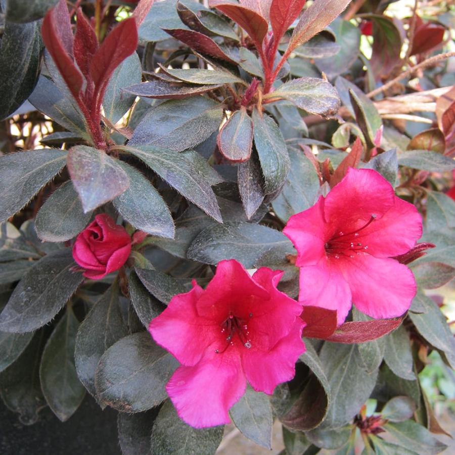 ツツジ 赤葉 3 5号ポット苗 ハナヒロバリュー Niwaki Tutuji Akaba V 苗木部 花ひろばオンライン 通販 Yahoo ショッピング