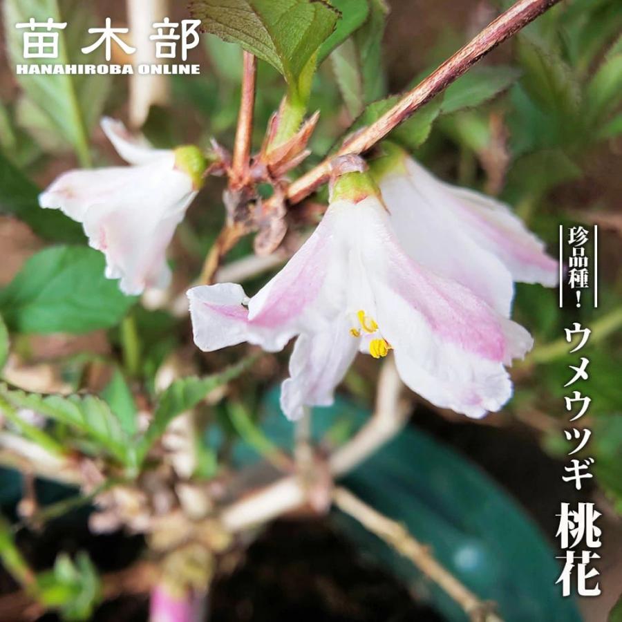 ヒメウツギ　特大！ ハナヒロバリュー ウメウツギ 3.5号ポット苗 挿し木 爆買いweek : 苗木