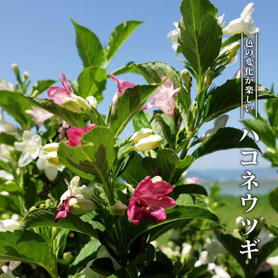 ハコネウツギ 苗 : 苗木部 花ひろばオンライン - 通販 - Yahoo