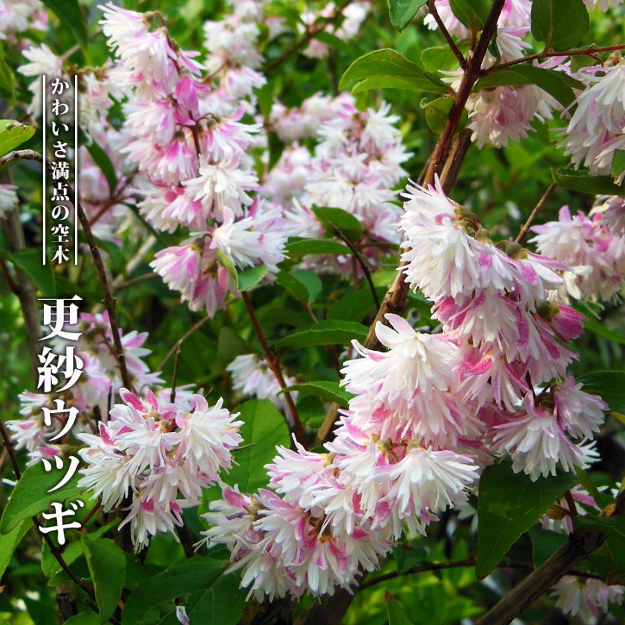 更紗ウツギ （サラサウツギ） 根巻き苗 : 苗木部 花ひろばオンライン