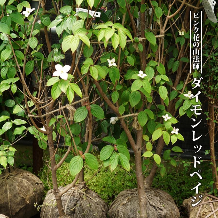 ヤマボウシ ダイモンレッド 根巻き大苗 大型宅配便 北海道・沖縄・離島