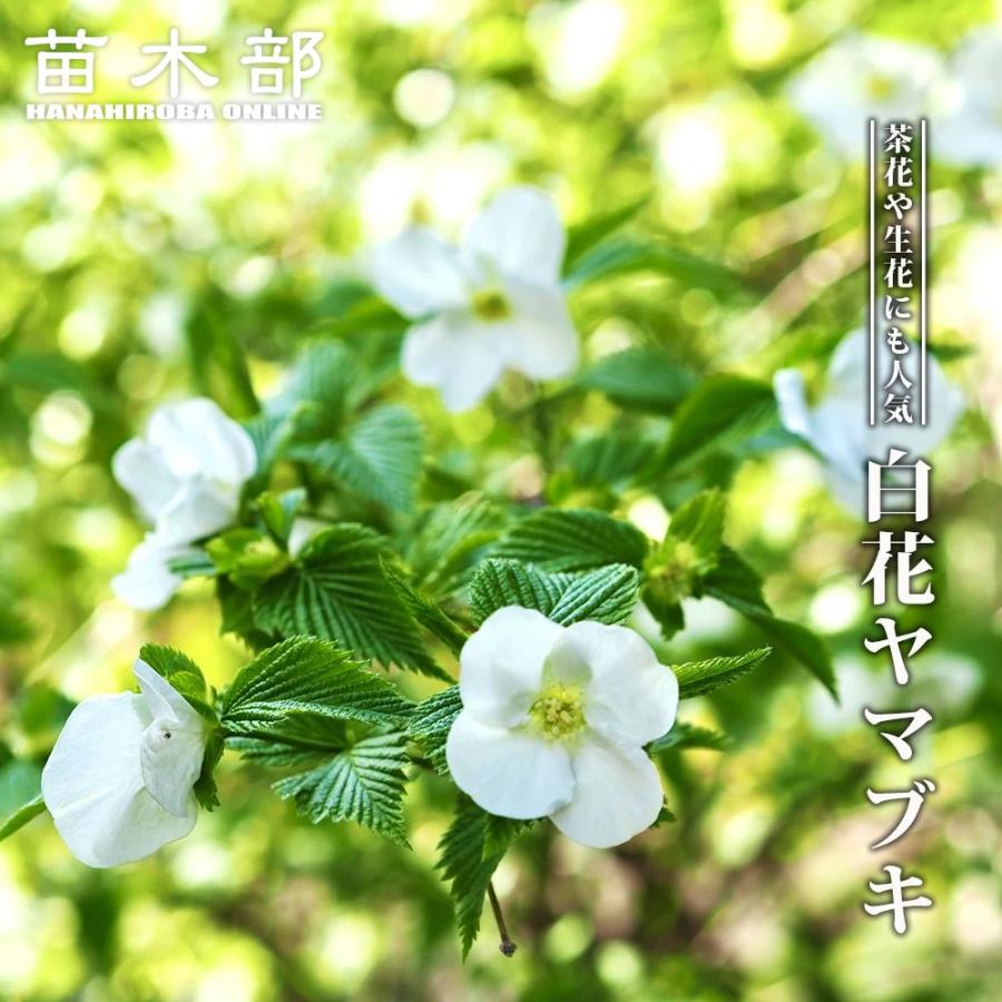 白　ヤマブキ　１歳くらい　苗一本　挿し穂おまけ付き シロヤマブキ 根巻き苗（またはポット苗） 爆買いweek : 苗木部 花