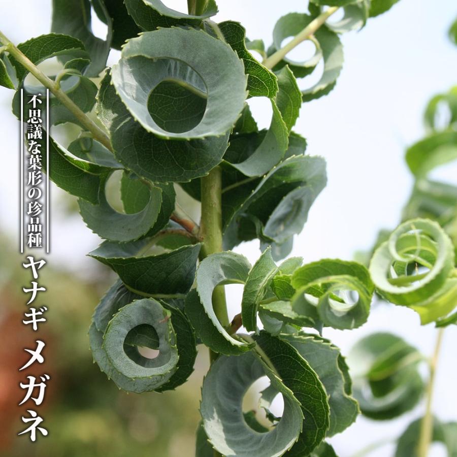 タキイ種苗 果樹苗 ブルーベリー