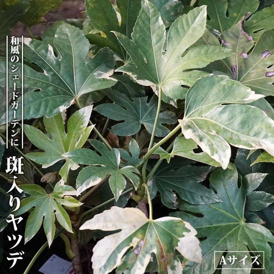 斑入りヤツデ スパイダー 鉢苗 Niwaki Yatsude 2 苗木部 花ひろばオンライン 通販 Yahoo ショッピング