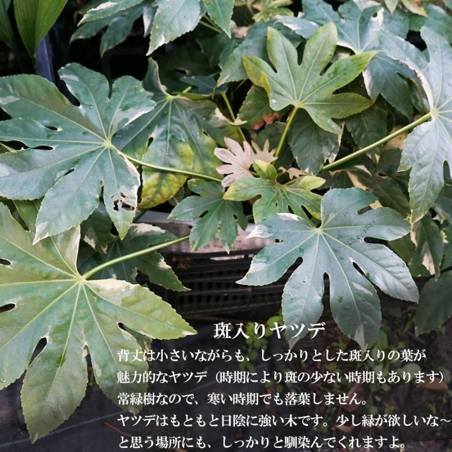 斑入りヤツデ スパイダー 鉢苗 Niwaki Yatsude 2 苗木部 花ひろばオンライン 通販 Yahoo ショッピング