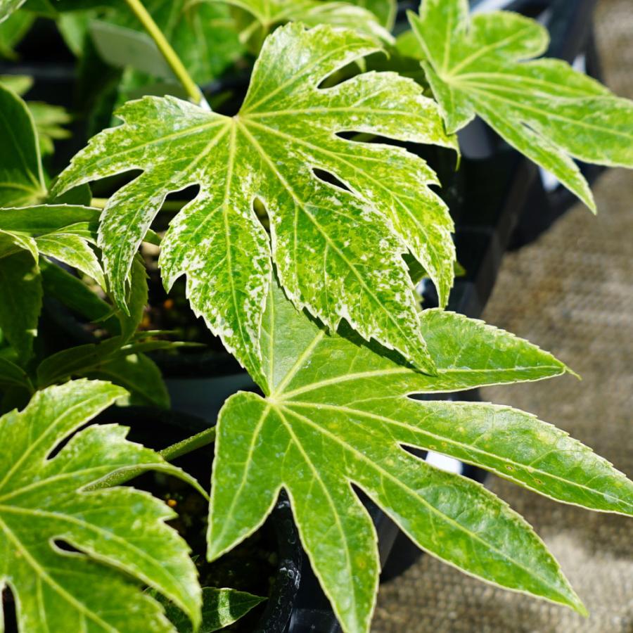 ヤツデ 斑入りヤツデ Aサイズ（Bより大きめ） 5号ポット苗 : 苗木部 花