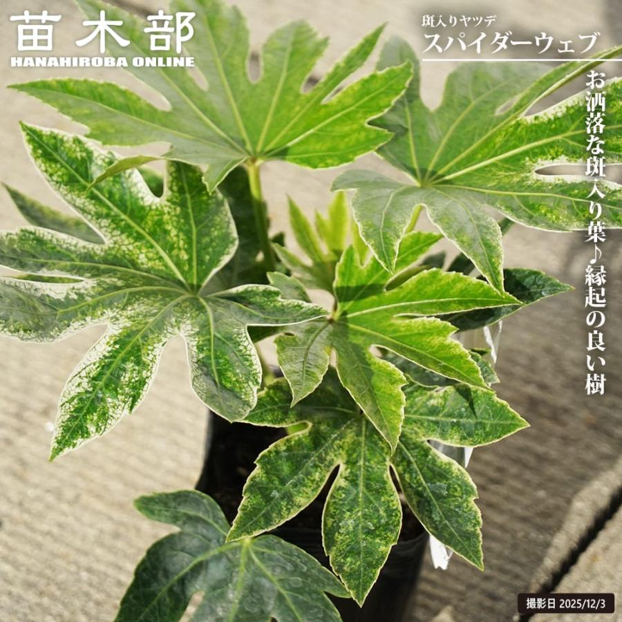 斑入りヤツデ スパイダーウェブ 3.5号ポット苗 : 苗木部 花ひろば