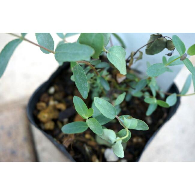 ユーカリの木 アルパインガム 3号ポット苗 Niwaki Yu Kari Arupaingamu 苗木部 花ひろばオンライン 通販 Yahoo ショッピング