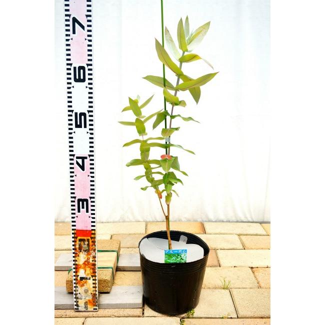 ユーカリ大株苗 ブルーガム 6号ポット苗 ユーカリ ユーカリの木 Niwaki Yu Kari Buru Gamu02 苗木部 花ひろばオンライン 通販 Yahoo ショッピング