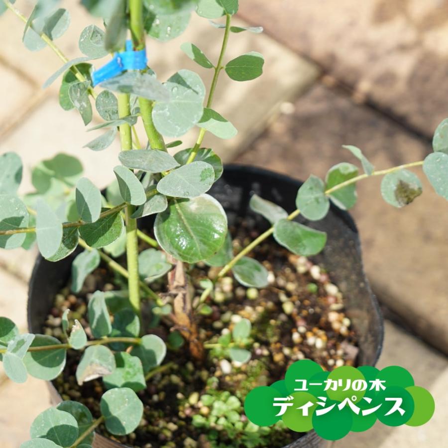 ユーカリの木 ディシペンス 6号ポット苗 : 苗木部 花ひろばオンライン