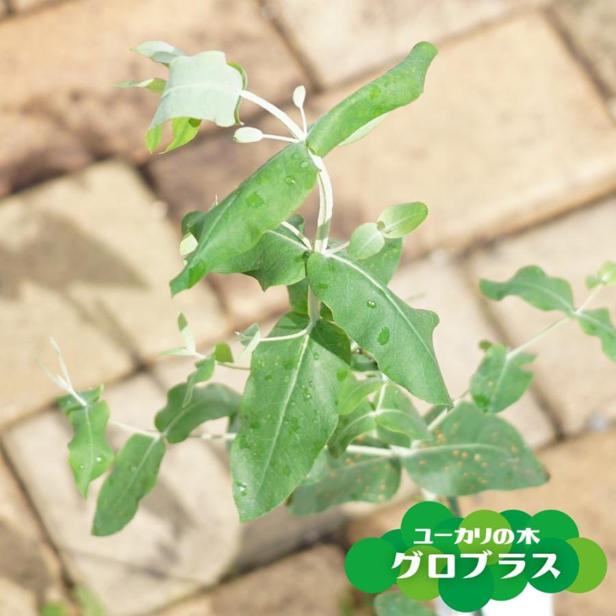 ユーカリの木 グロブラス 3号ポット苗 : 苗木部 花ひろばオンライン