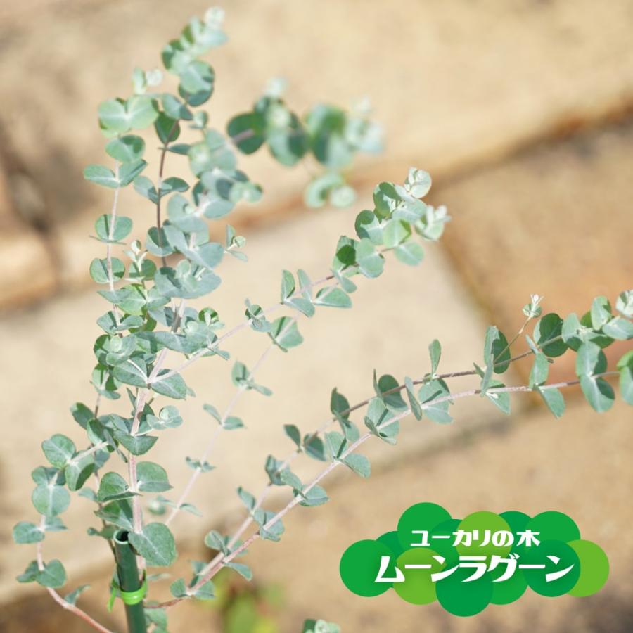 ユーカリの木 ムーンラグーン 3号ポット苗 : 苗木部 花ひろば