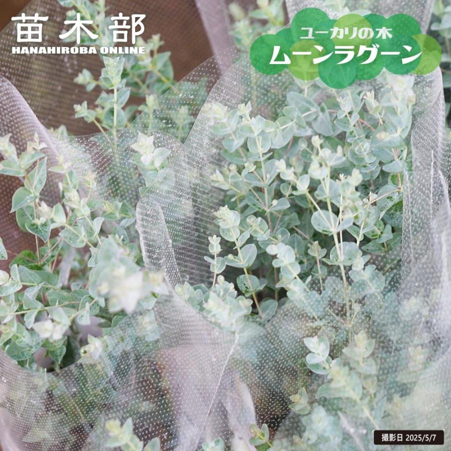 ユーカリの木 ムーンラグーン 5号 鉢植え（Yahoo!・苗木部 花ひろばオンライン）