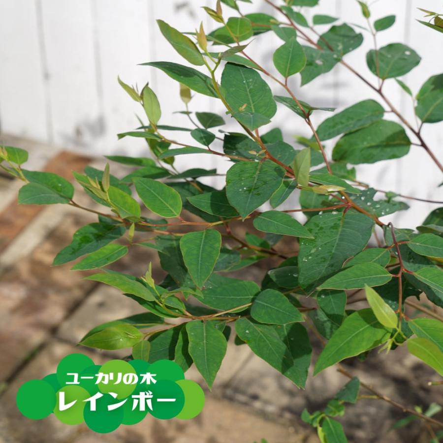 ユーカリの木 レインボー 7号ポット苗 : 苗木部 花ひろばオンライン
