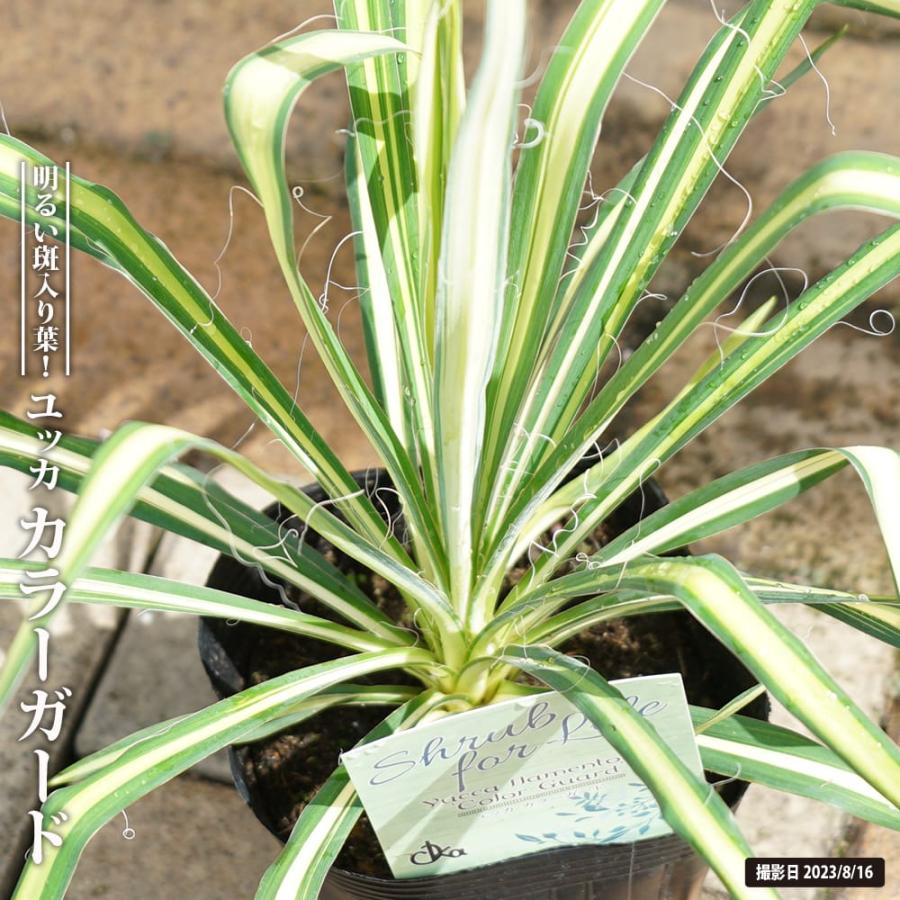 ユッカ 3ポット入り 観葉植物 ユッカポット 観葉植物 | 【公式】LOWYA(ロウヤ) 家具・インテリアの